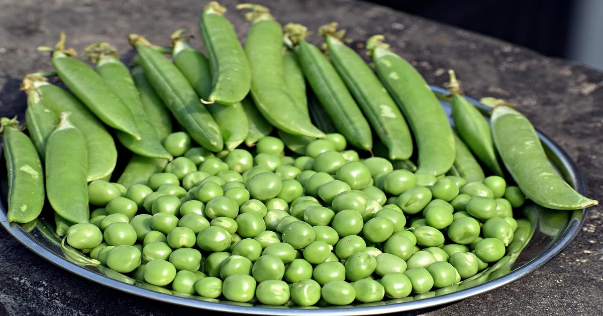 Fresh green peas highlighting their natural vitality benefits