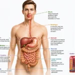 Human digestive system showing organs, food pathway, nutrient absorption, and digestion stages