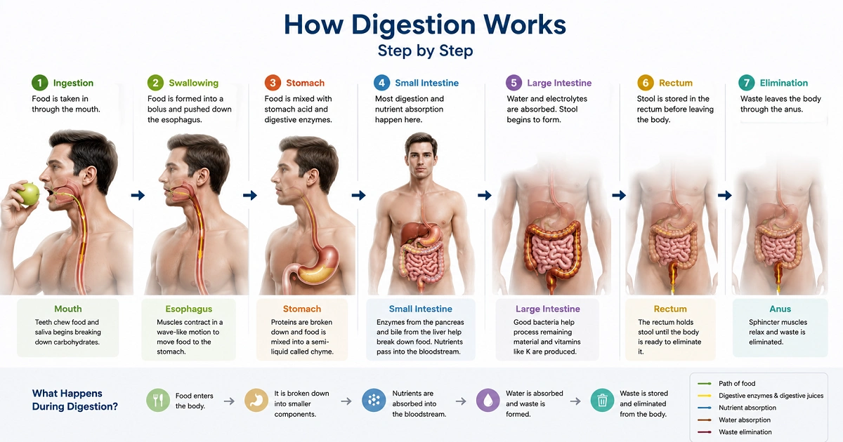 Step-by-step digestive process showing food movement through major digestive organs