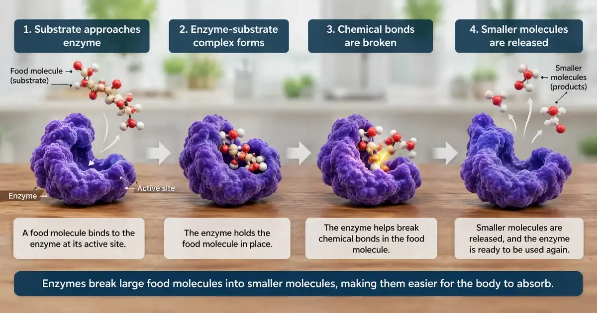 Digestive enzyme binding to a food molecule and breaking it into smaller molecules